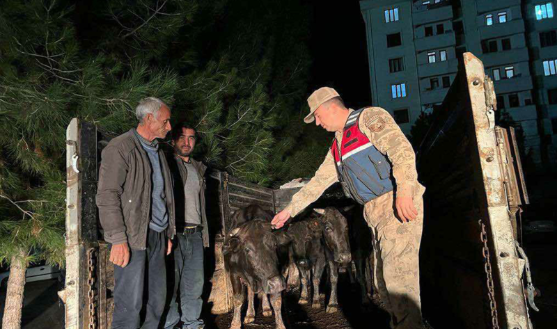 Kocaköy'de çalınan büyükbaş hayvanlar bulundu